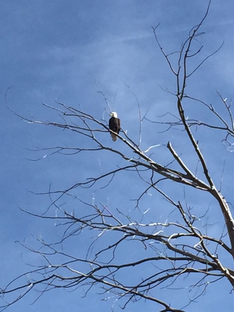 Bald Eagle on the Rio Grande