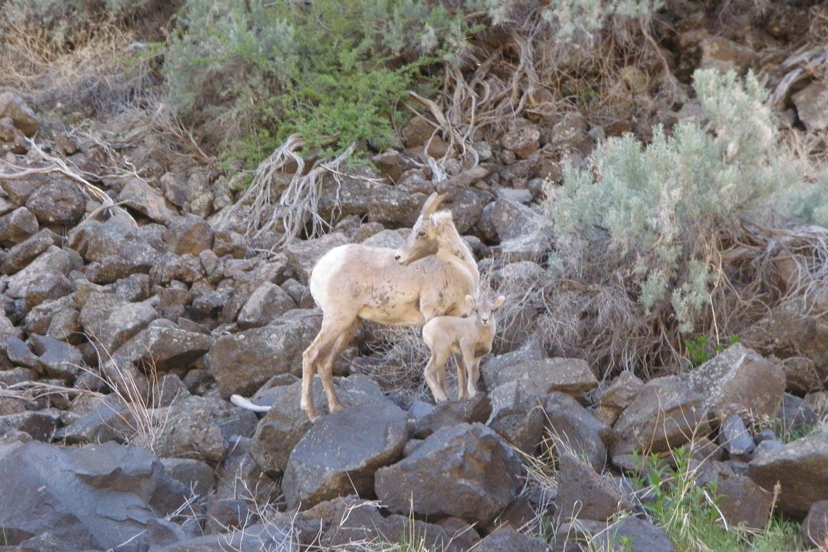 Mountain goats on the river bank
