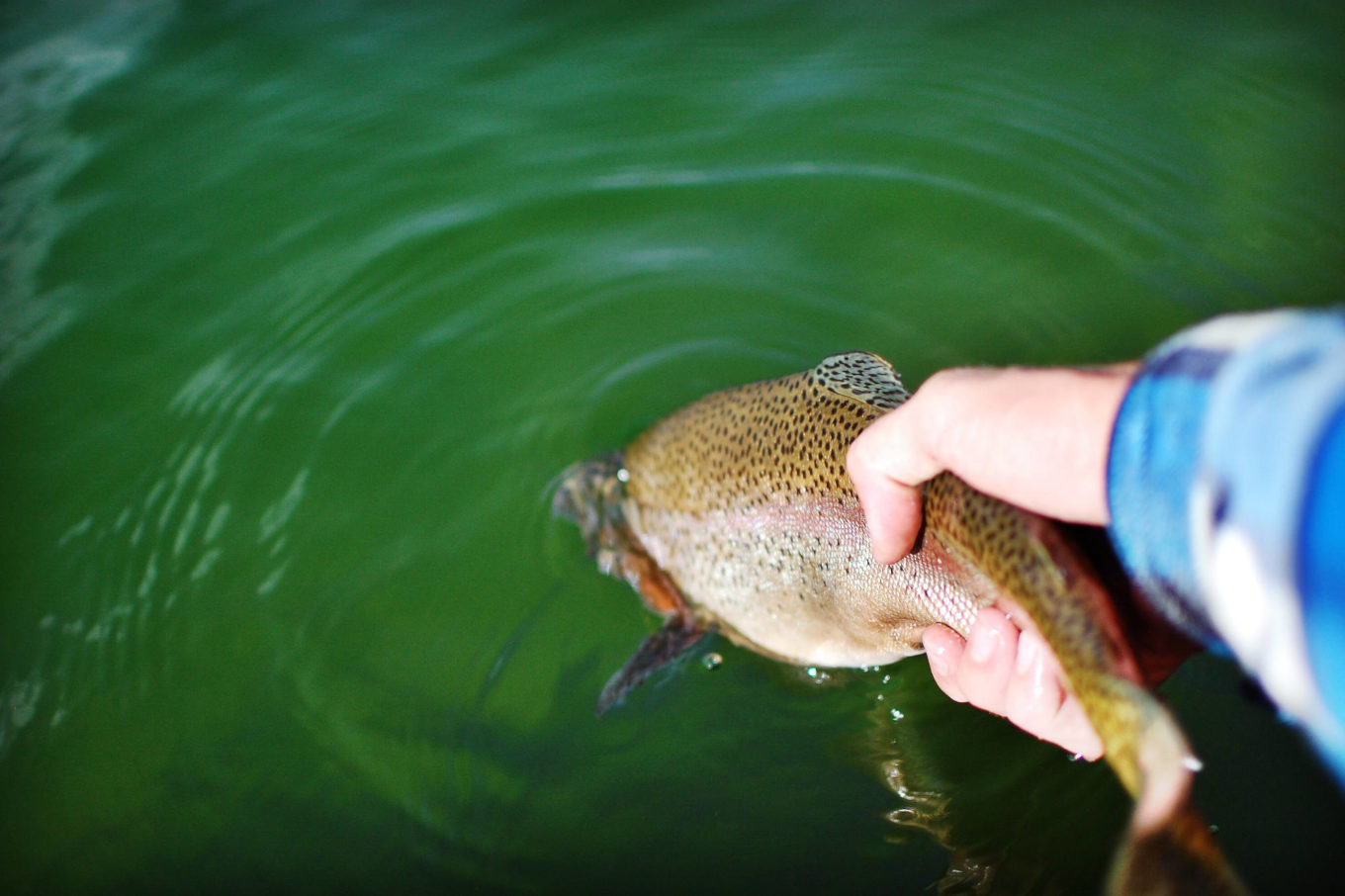 Fly Fishing New Mexico - Santa Fe Fly Fishing - NMRA