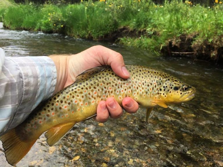 Fly Fishing Red River New Mexico Trout Fishing NMRA