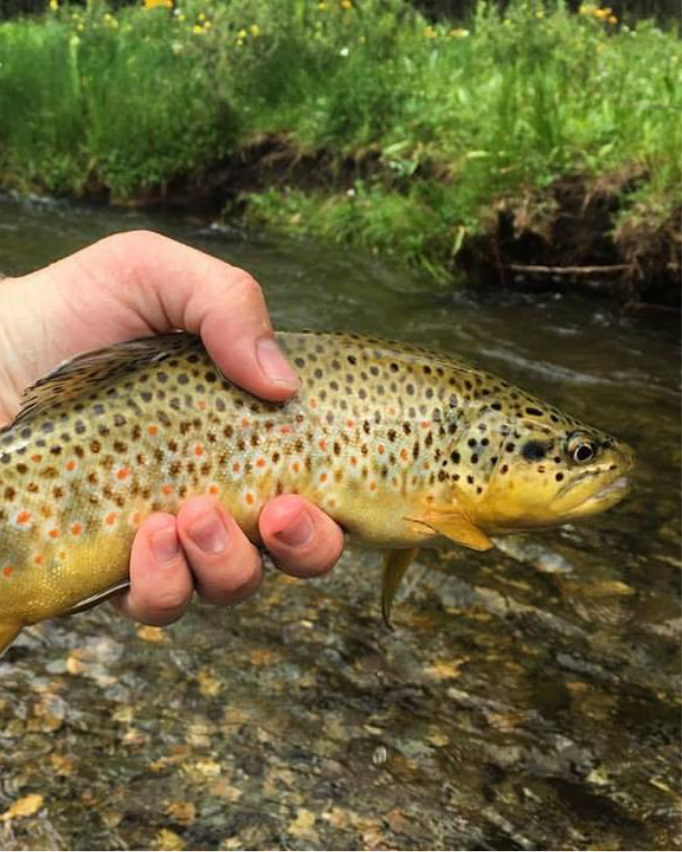 new mexico river adventures fly fishing