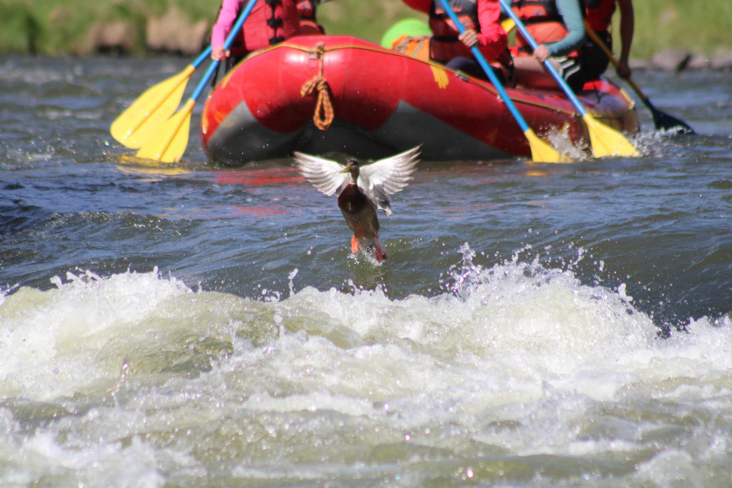Rio Grande Racecourse rafting trip