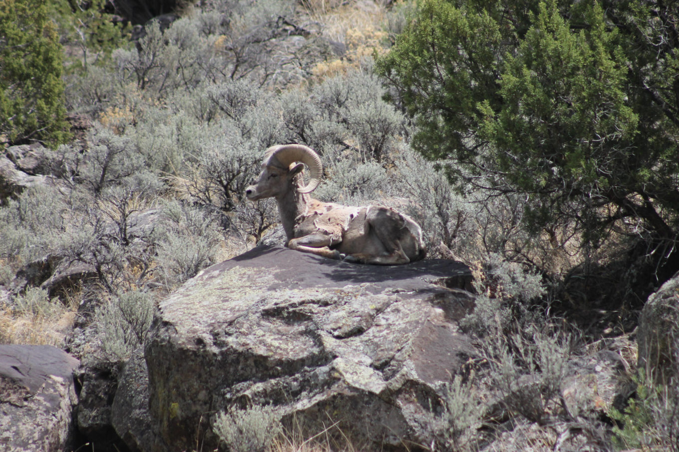 Sheep during the gourmet new mexico river float trip