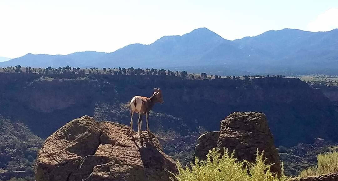 Sheep seen during wild and scenic rivers trip