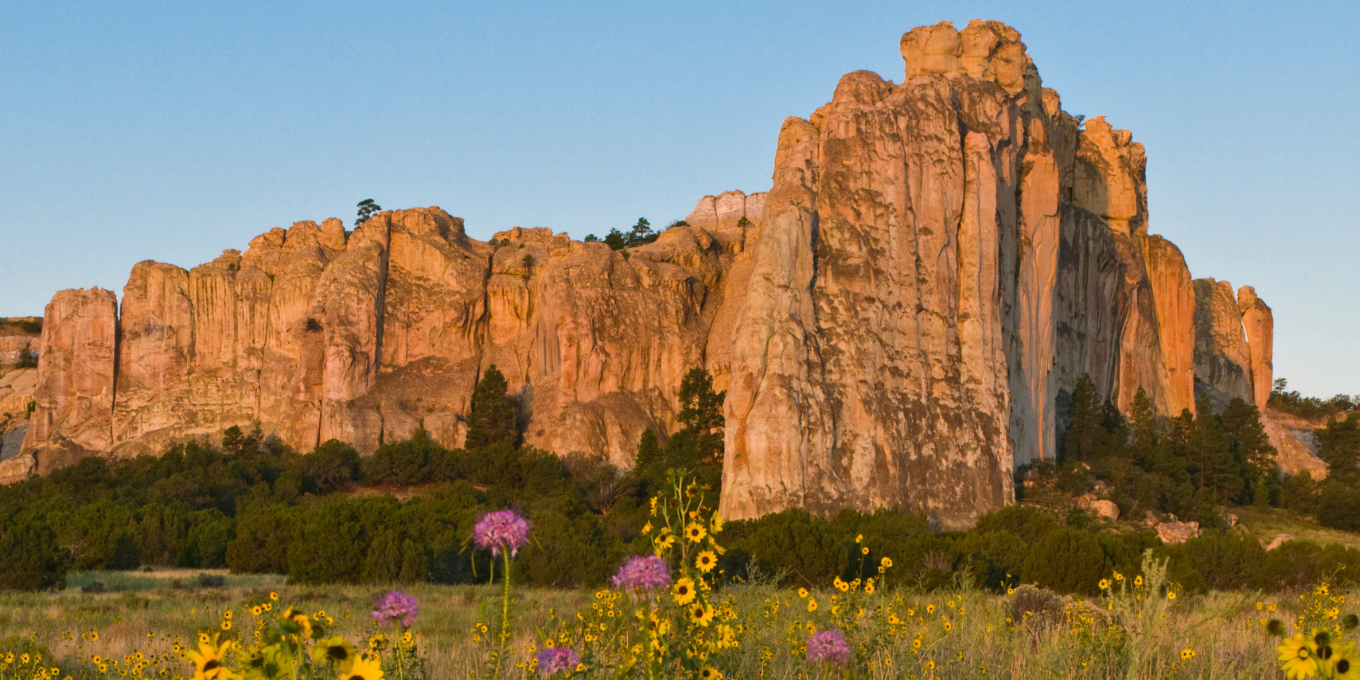 El Morro National Monument + New Mexico wildflowers
