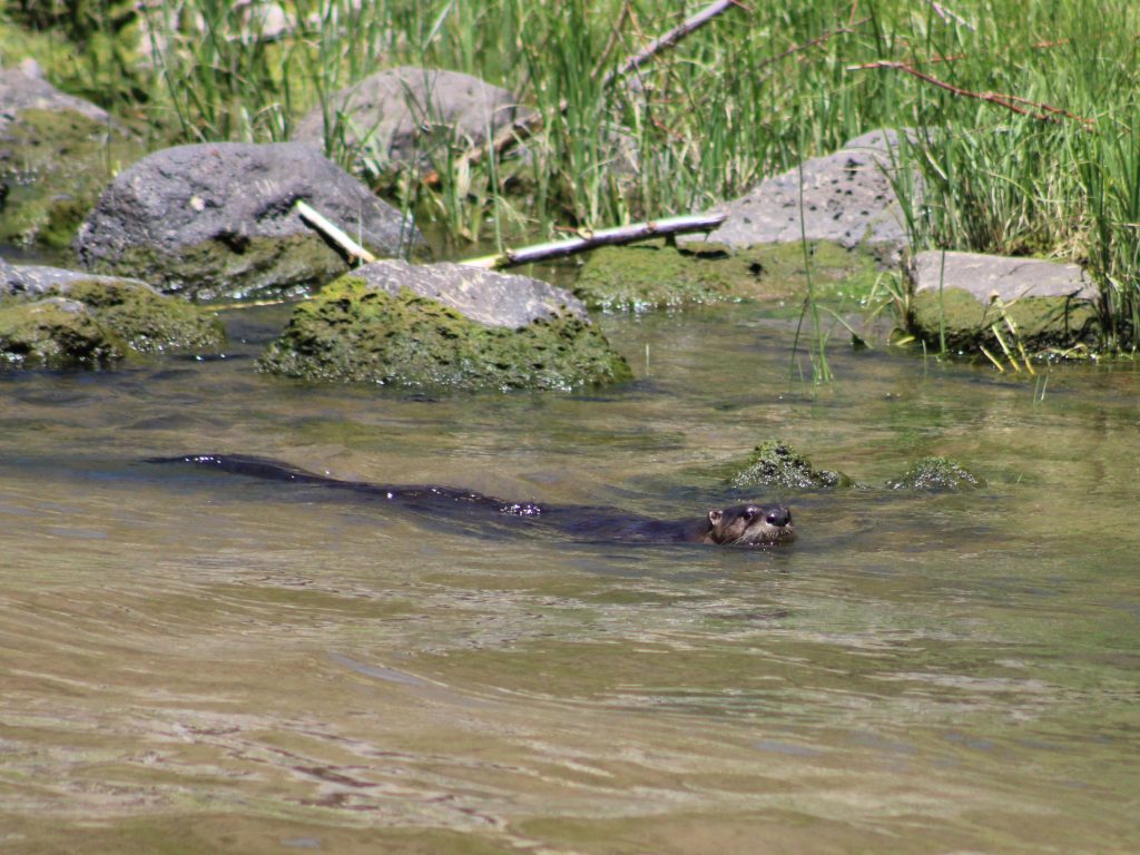 A rive otter swims in a river in NM