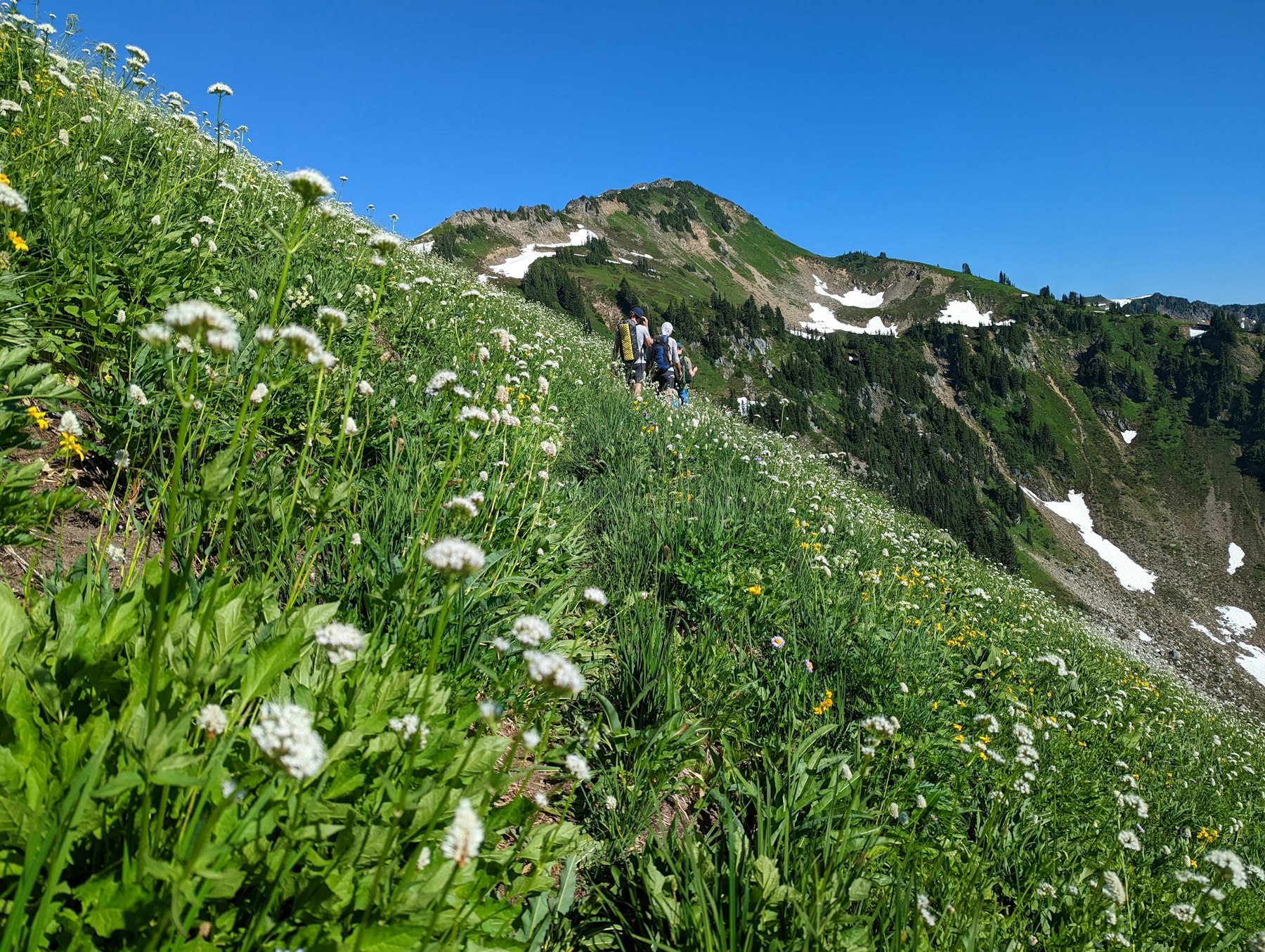 Hikers on a steep mountain trail lined with summer wildflowers